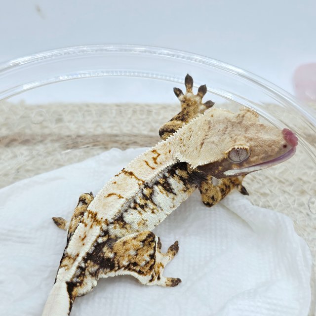 Tri Extreme Harlequin Drippy White Spot