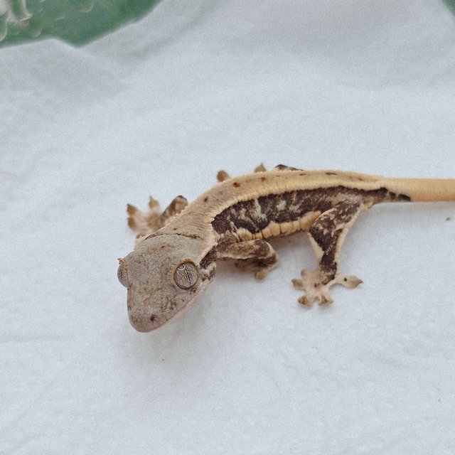 릴리화이트 100%헷초초