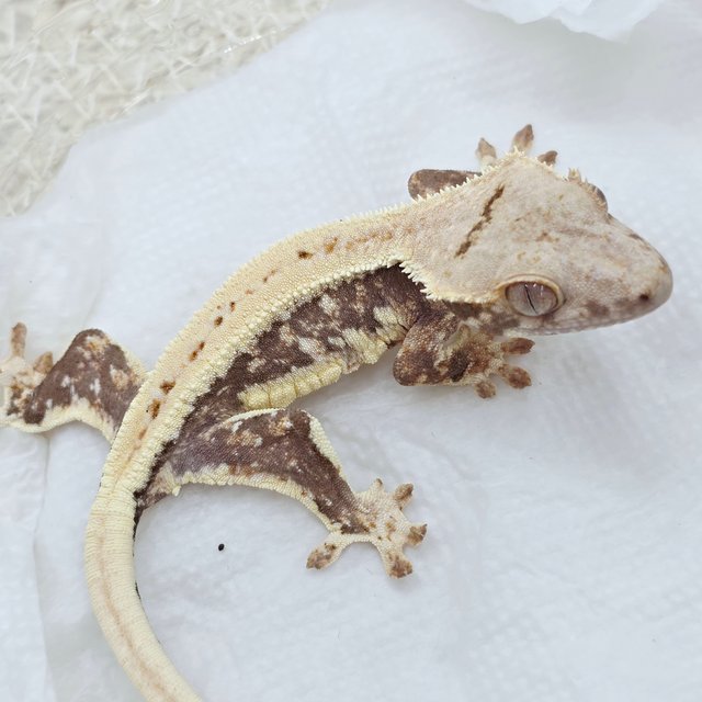 Lilly 100% Het Axanthic