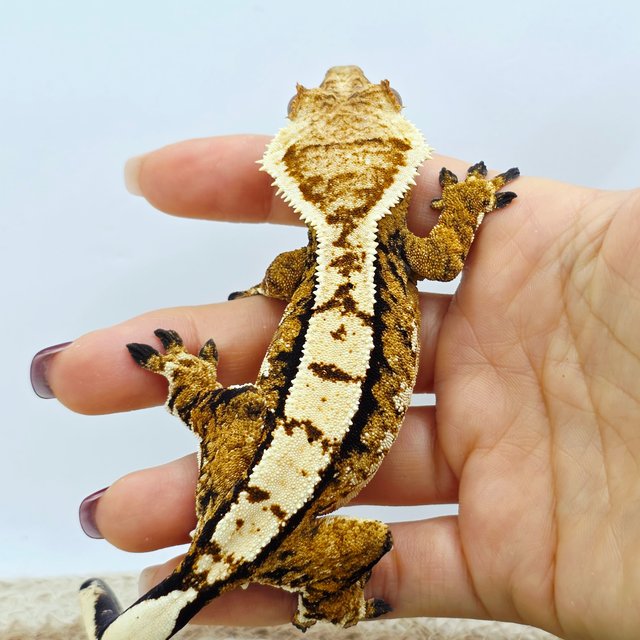 Tangerine Tri Extreme Harlequin