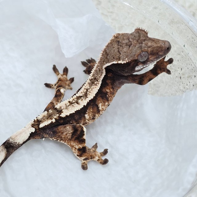 Sable 100% Het Axanthic