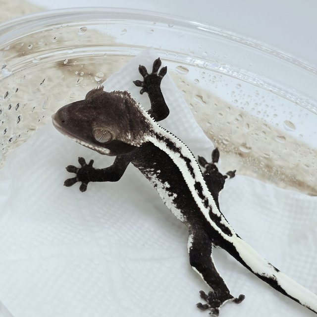 Axanthic