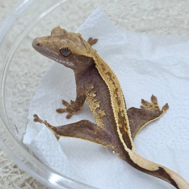 100% Het Axanthic Full Pinstripe