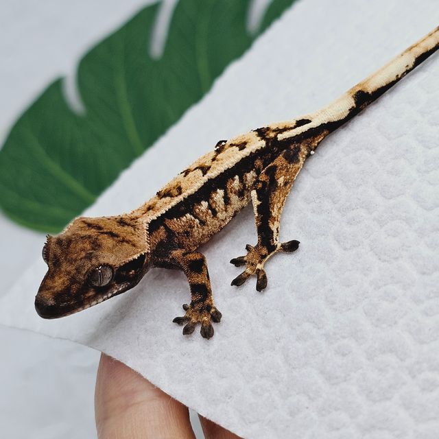 트라이 세이블