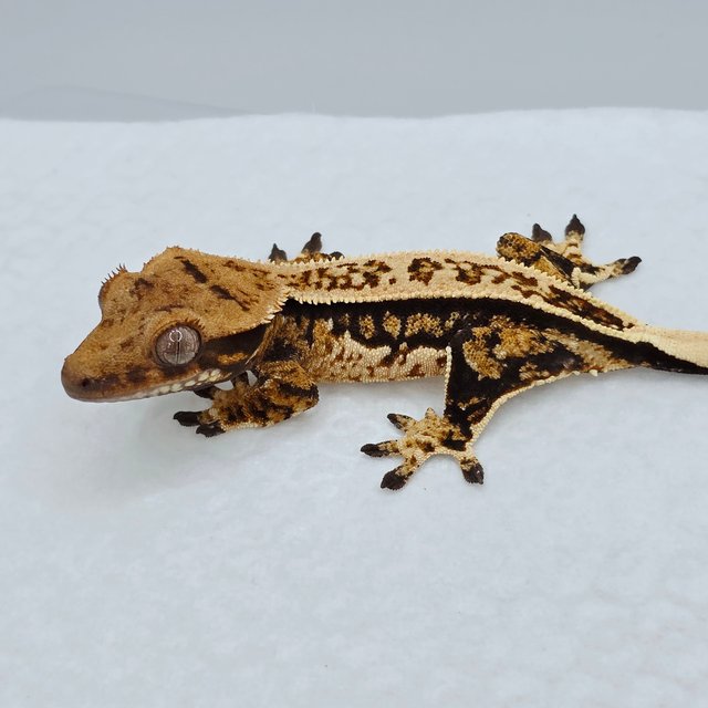 Quad Tri Extreme Harlequin Full Pinstripe