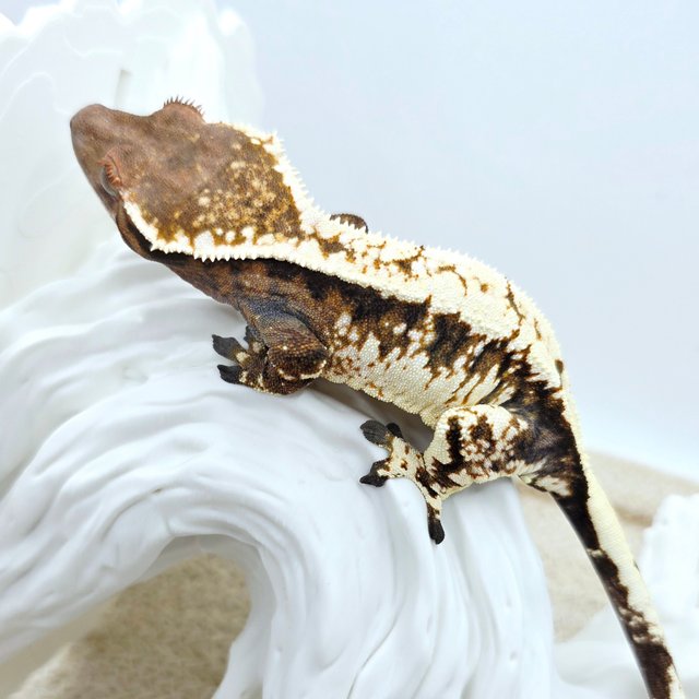 Extreme Harlequin Tri Sable