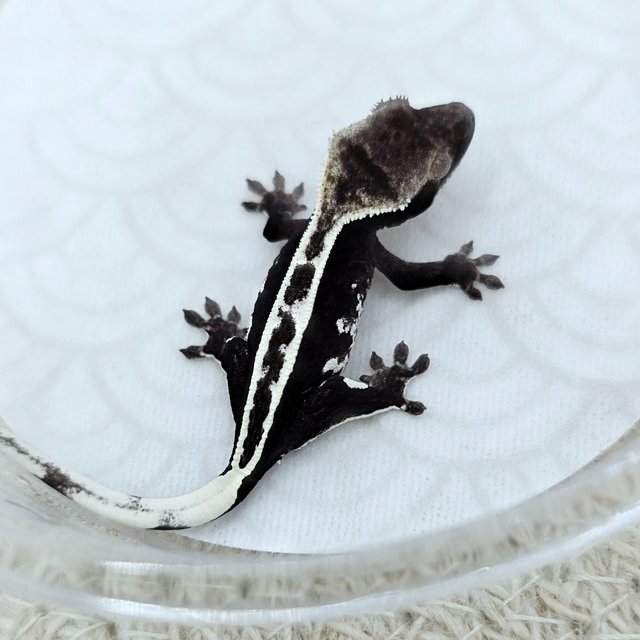 Axanthic