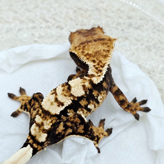 100% Het Axanthic