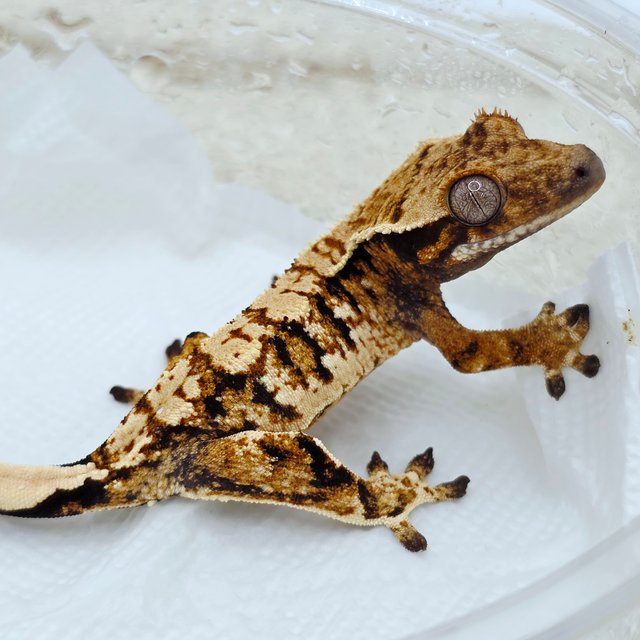 트라이 익스트림할리퀸