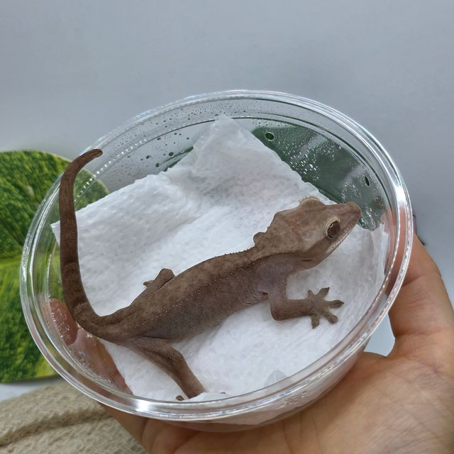 루왁