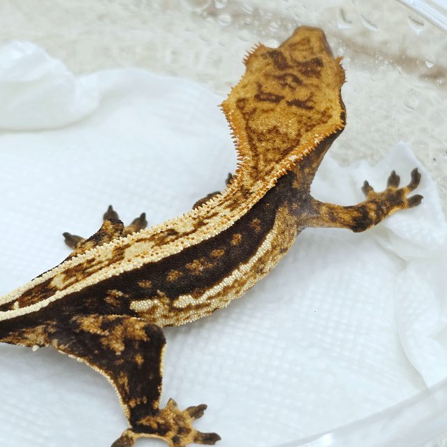 Super Stripe 100% Het Axanthic