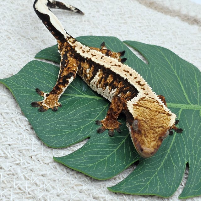 Tangerine Extreme Harlequin Tri