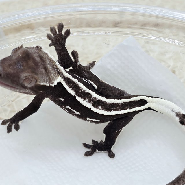 Axanthic