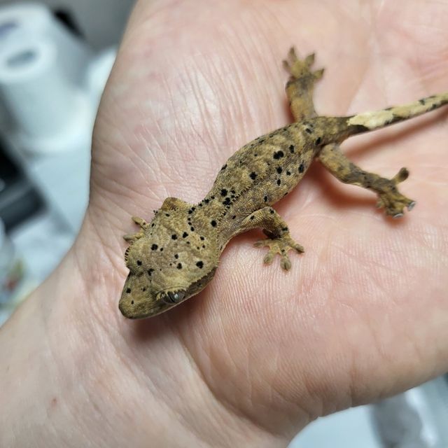 슈퍼달마시안