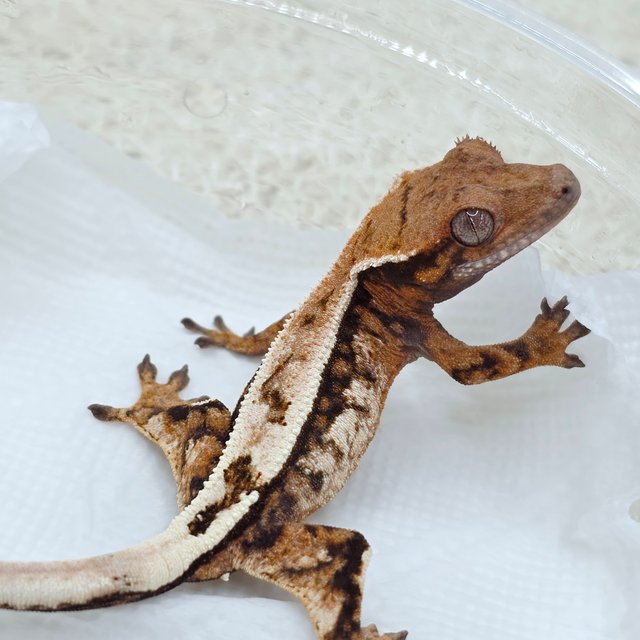 Sable 100% Het Axanthic