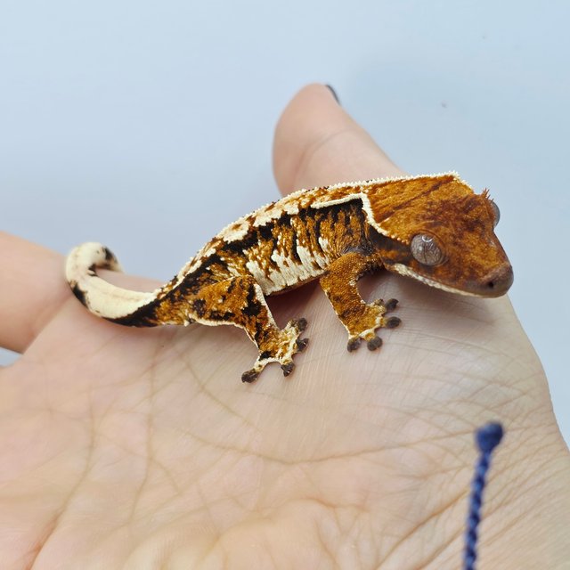 Tangerine Tri Extreme Harlequin