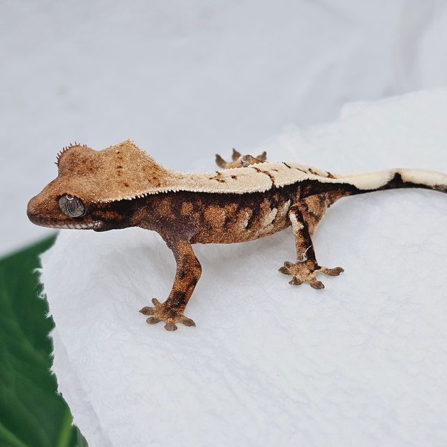 트라이 세이블