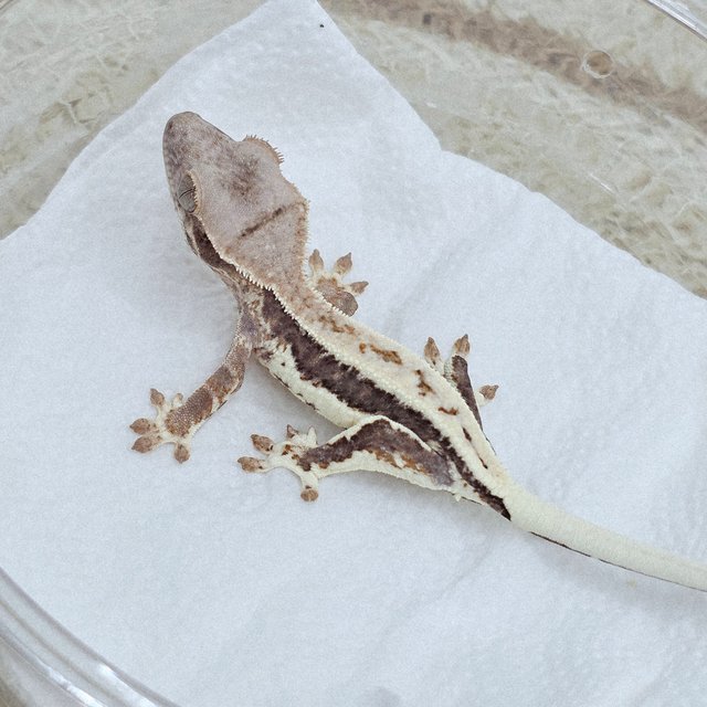 Frappuccino 100% Het Axanthic