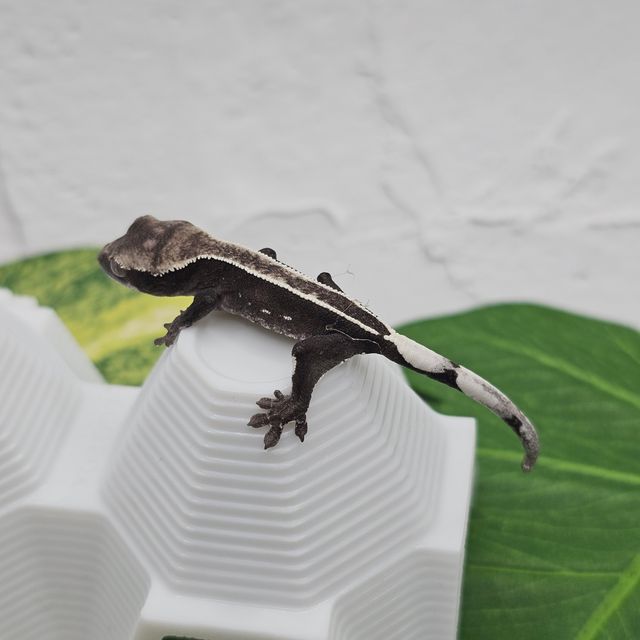 아잔틱 풀핀