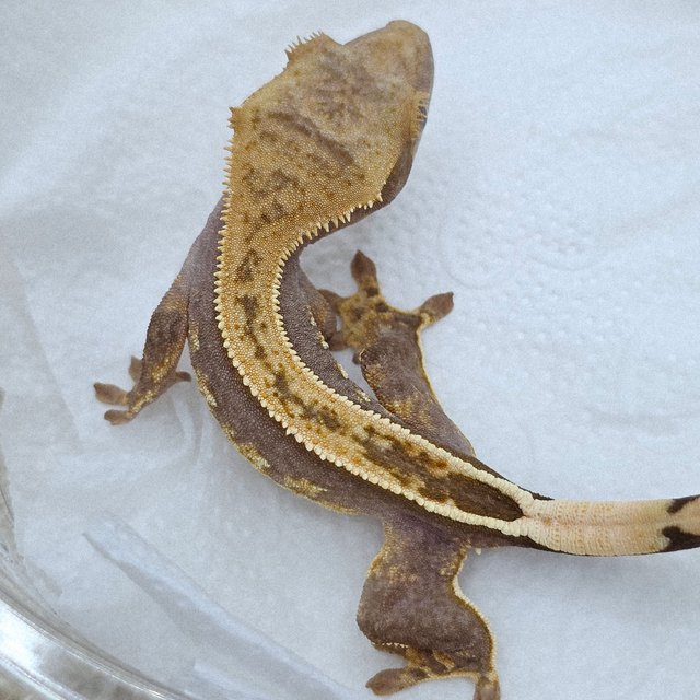 100% Het Axanthic Full Pinstripe