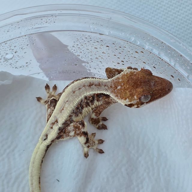 릴리 세이블