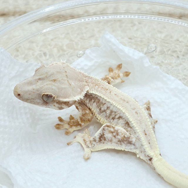 Lilly White 100% Het Chocho