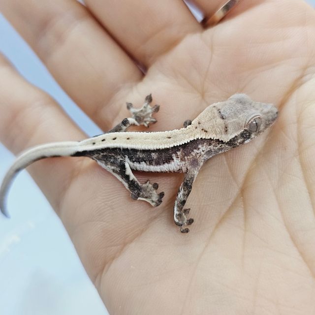 세이블