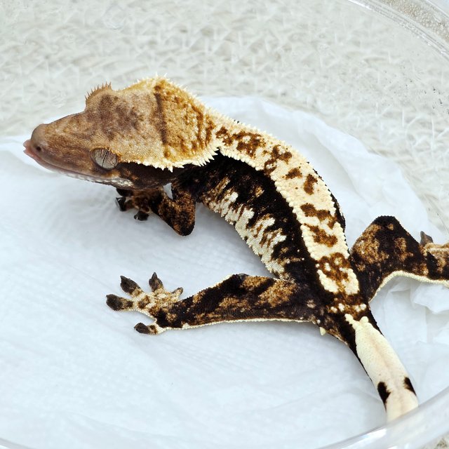 100% Het Axanthic