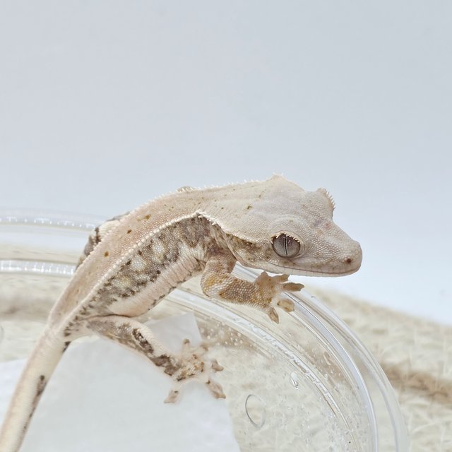 릴리화이트 100%헷초초