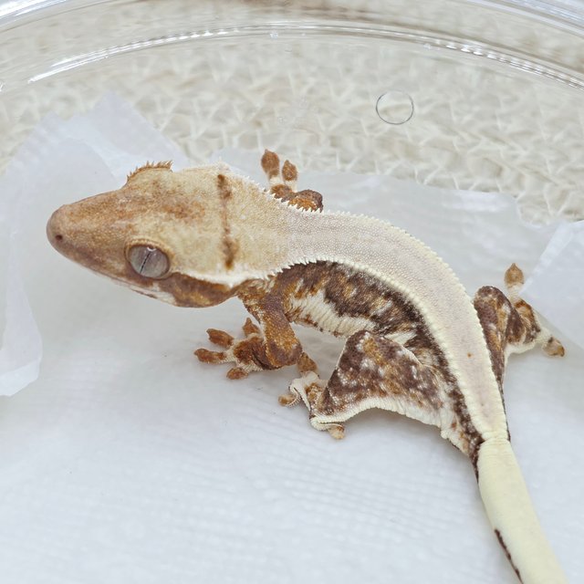 100% Het Chocho Lilly White Solid Back