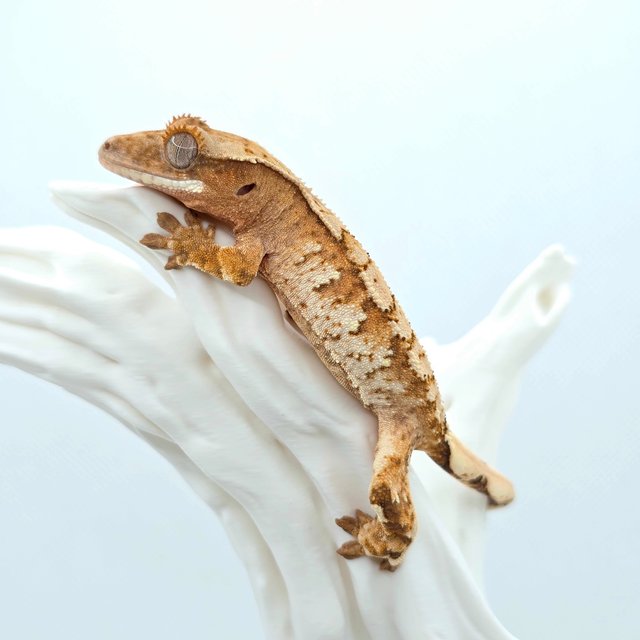 Cream