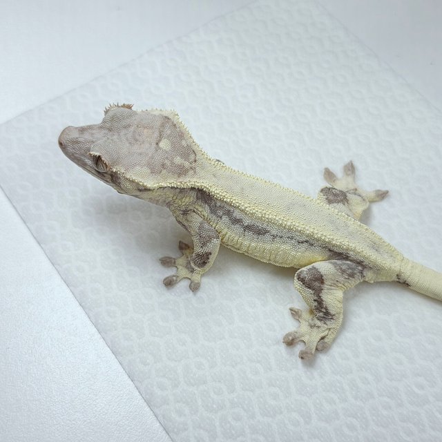 프라푸치노 솔리드백