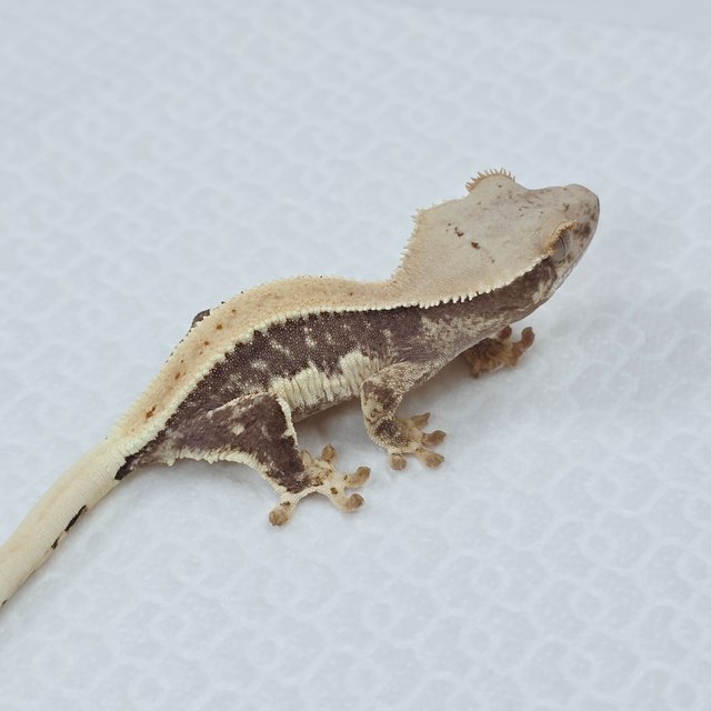 릴리100%헷아잔틱 솔리드백