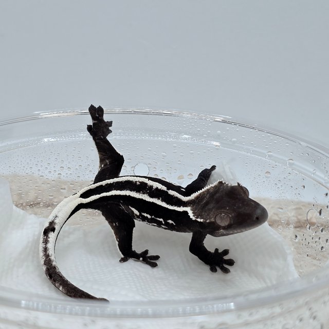 Axanthic