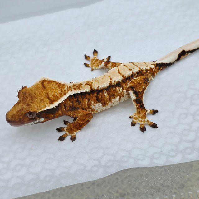 Extreme Harlequin Harlequin Tangerine