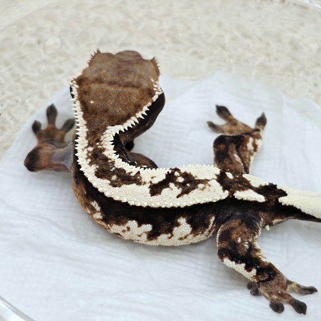 Sable 100% Het Axanthic