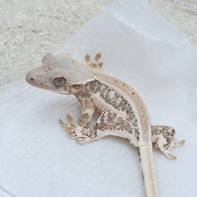 릴리화이트 100%헷초초