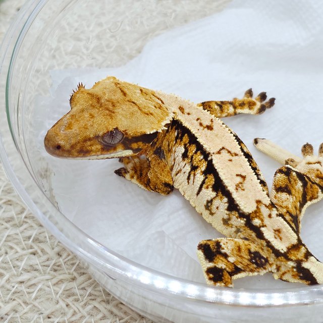 Tri Extreme Harlequin