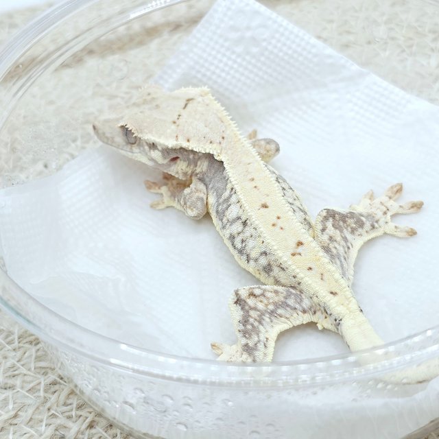 Lilly 100% Het Axanthic