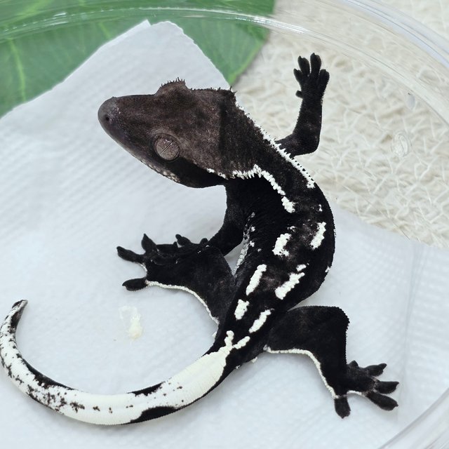 Axanthic
