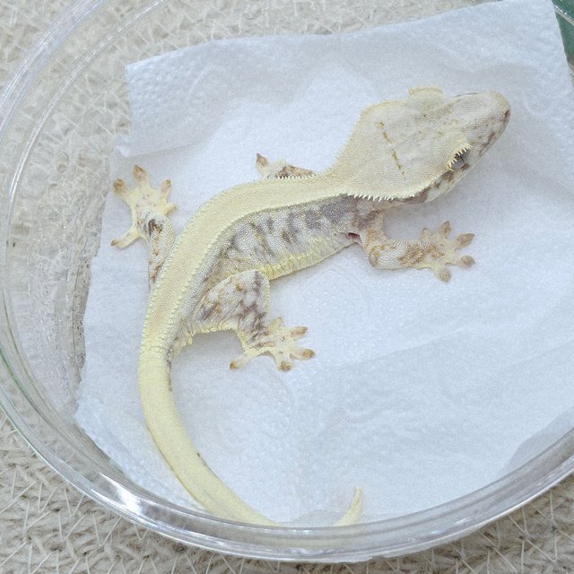 Lilly 100% Het Axanthic