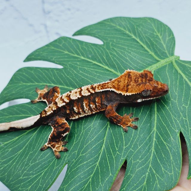 트라이 익스트림할리퀸 바브 텐저린