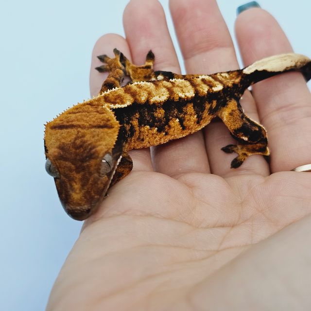 바브 트라이 익스트림할리퀸