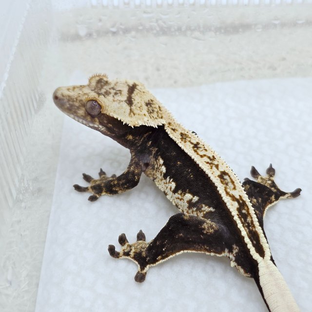 100% Het Axanthic Full Pinstripe