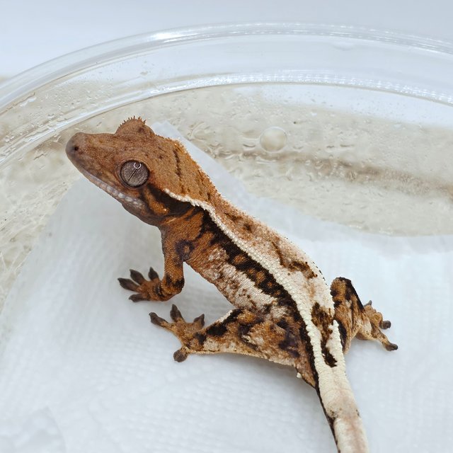 Sable 100% Het Axanthic