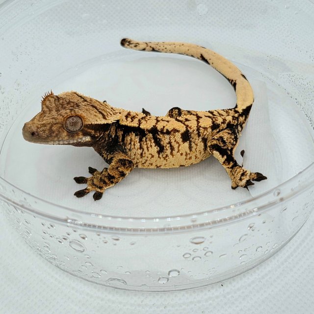 Tri Extreme Harlequin