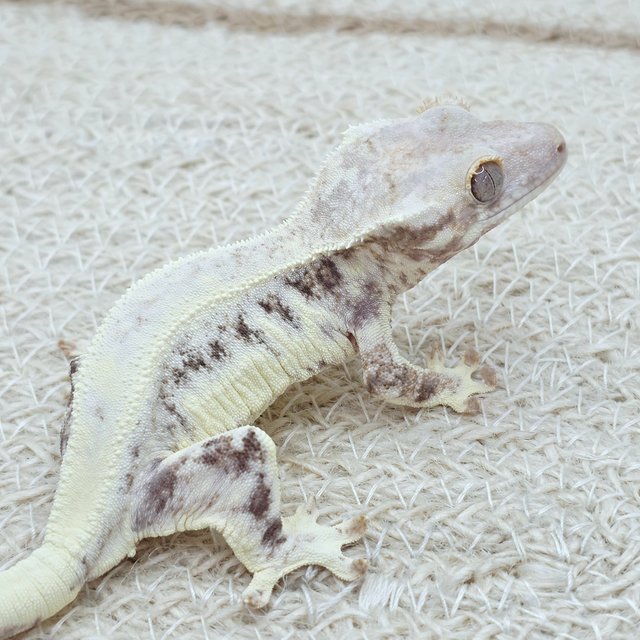 100% Het Axanthic Frappuccino