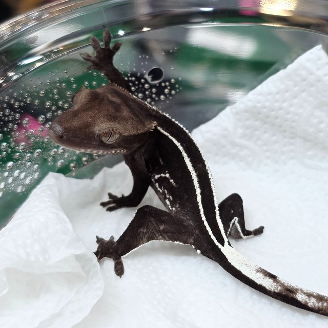 Axanthic Full Pinstripe