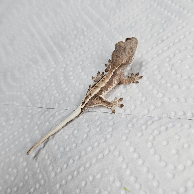 프라푸치노