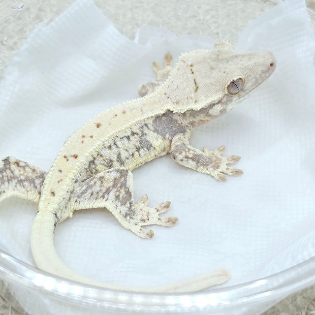 Lilly 100% Het Axanthic